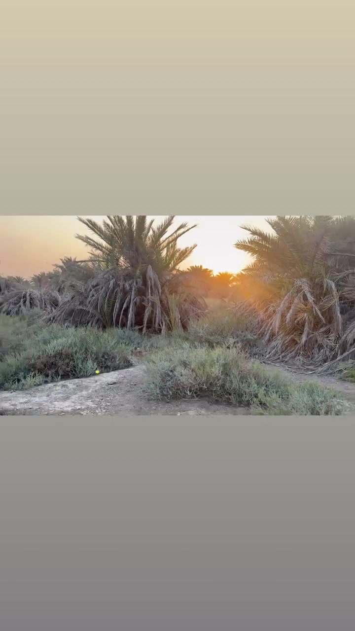 بستان زراعي • دونم ونص • نهر ابو حلانه