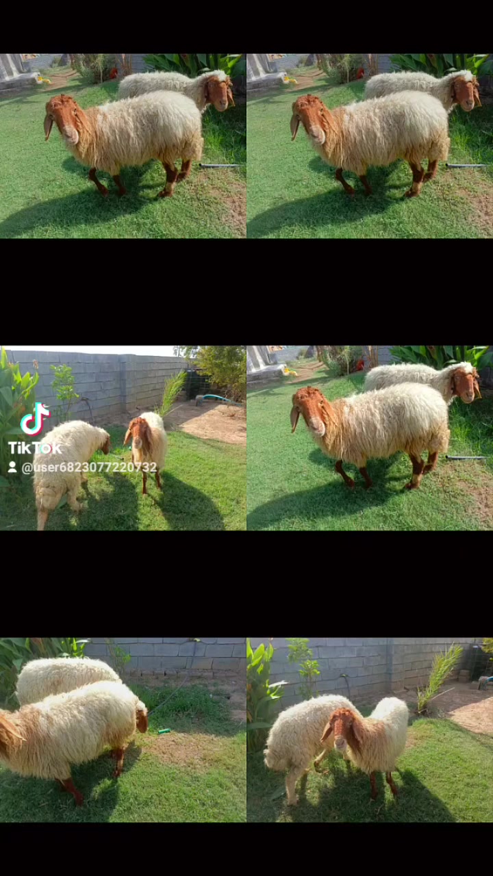 بسم الله ما شاء الله متاح للبيع نعاج العدد  2 نعاج حلوات خير من الله امهات ثالث بطن  ماخذات الفحل وخير من الله وين الجنايه بس ضعاف شويه خير من الله مكان بغداد المشاهده قرب التاجي سعرزوجغفل550 (‪***********

