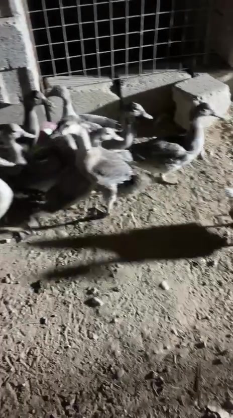 بط مصري رصاصي ***********
