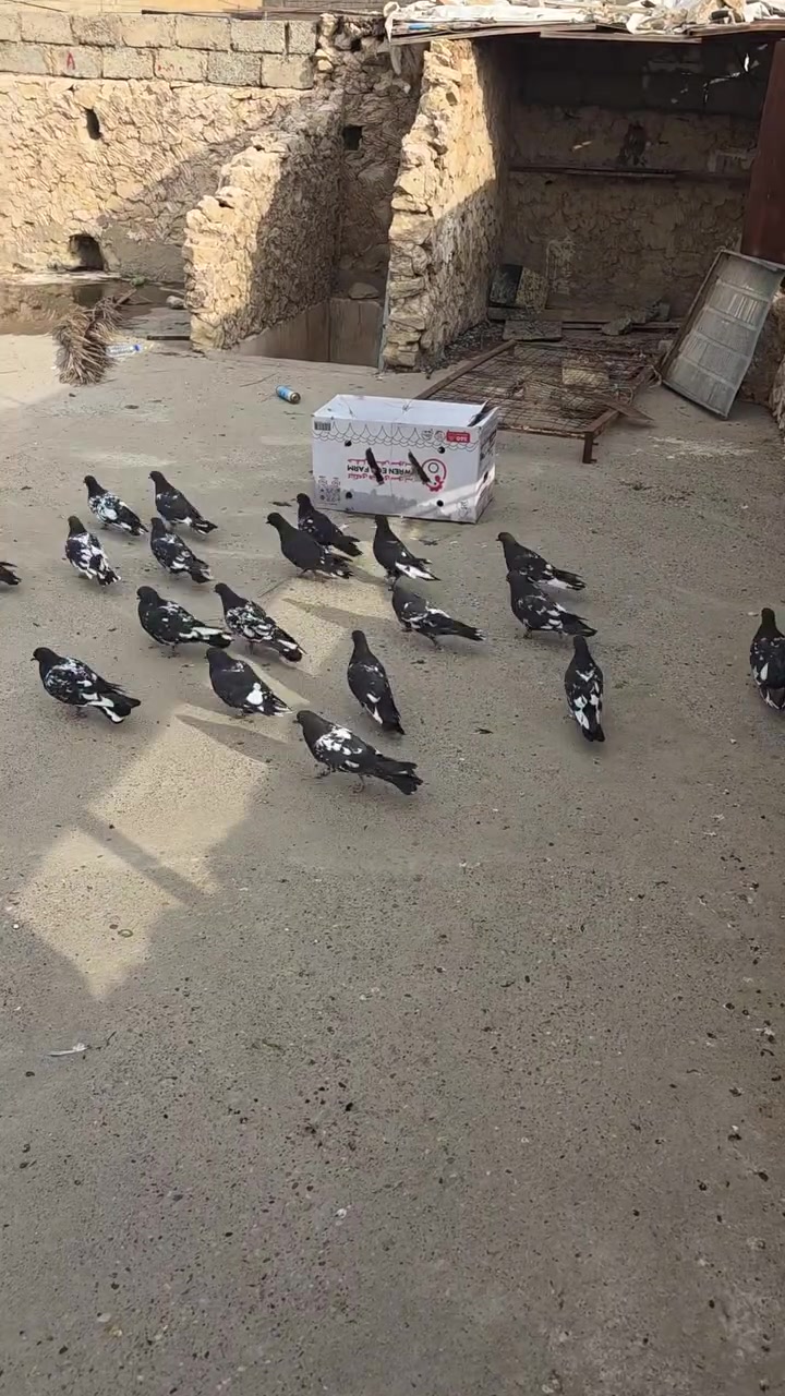 موصل • شلع زوج • ٨ قفل