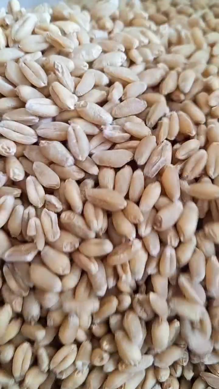 على بركت الله مكتب الرحمان للتجهيزات الزراعيه يتوفر كميات مفتوحه من الحنطه البذور والصناف 
(عربيه جيل اول)(وفيه جيل اول)(ثريه الماني جيل اول)(
واصل جميع محافضات 
للستفسار اتصل على (***********)

نص مكتوب في الصور:
- منشور عقاب العبيدي
