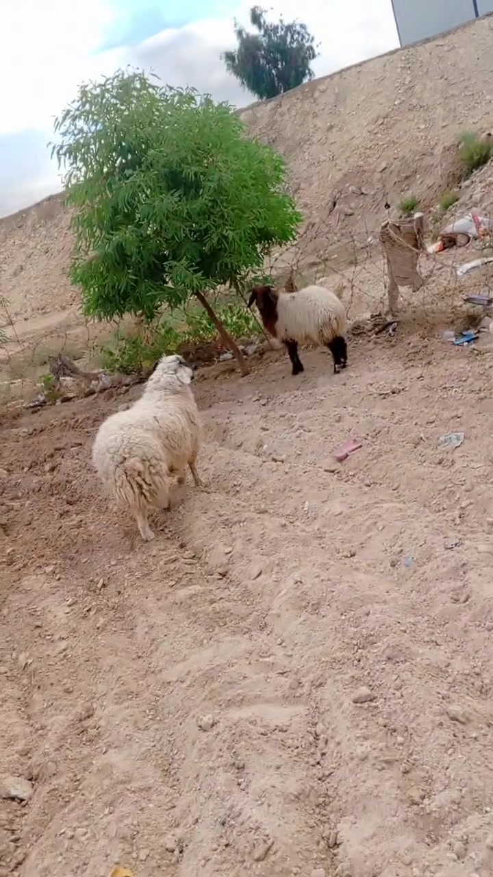سلام عليكم طلي شرط نصاح سعر 430بي مجال مكان بروانه ***********
