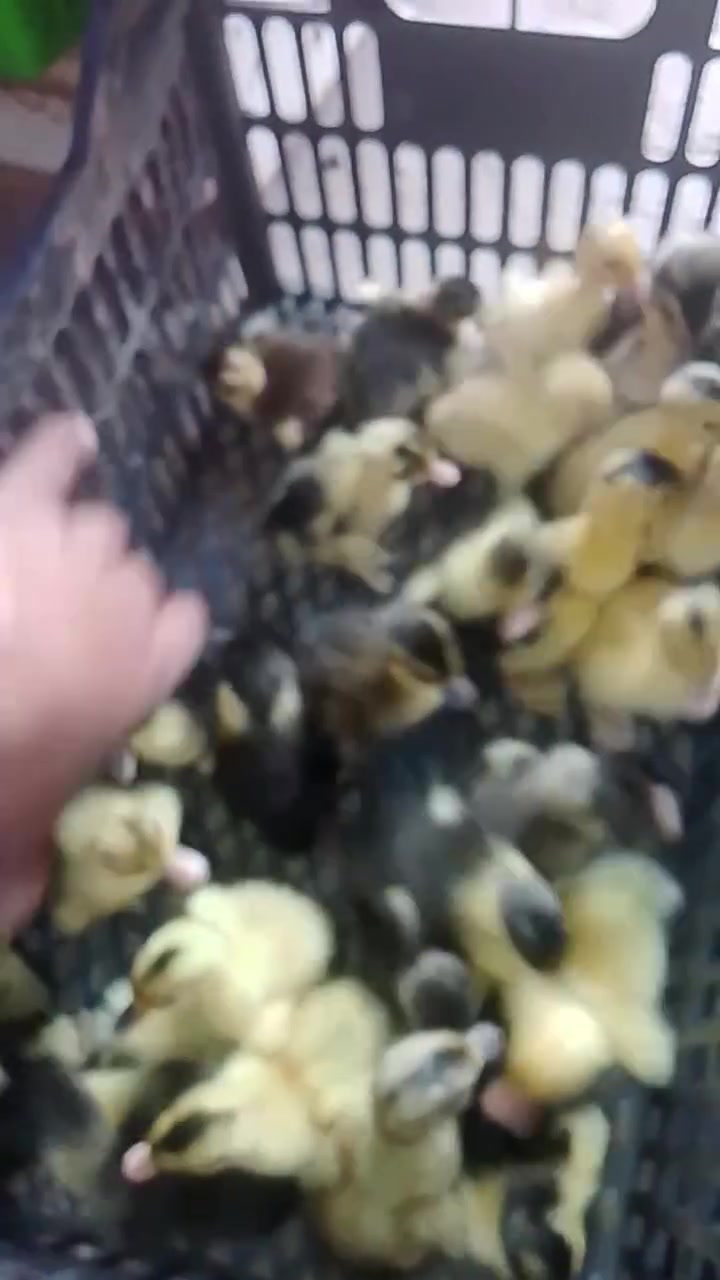 بش حظيري سعر الزوج 2500. كربلاء الحر شارع الكابينات لايوجد توصيل 
***********🦆🦆🦆🦆***********
