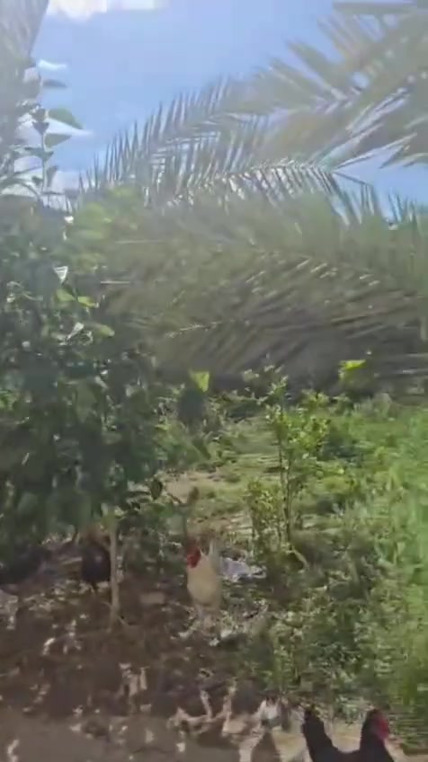 ٥٥٠ متر بيهه بيت طريق بغداد عامود ١٢٨   جميع الخدمات متوفره ارض  مزروعه  نزله تبليط ٥٠٠ متر تبعد ع شارع بغداد الرئيسي مجاور مدينه سيد الاؤصياء السعر ١٤٥ يرهم مراوس بيت بوبيات روضتين
***********
