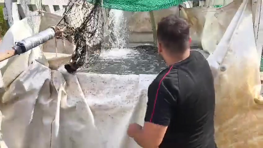سمك الأقفاص • طازج • الأنبار عنه