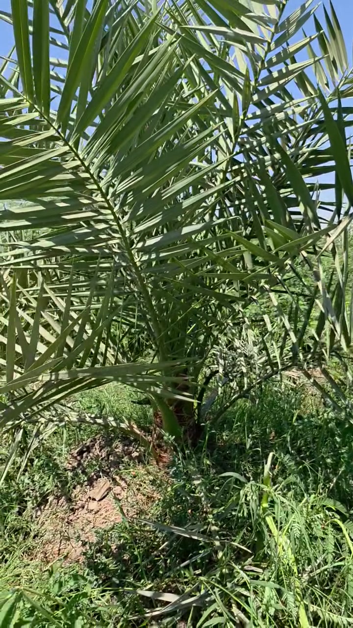 🌴 السلام عليكم 🌴
متوفر لدينا امايات برحي ومجهول

✅ من مختبرDPD  البريطاني
✅ متعهدين بالصنف لحين الاثمار

📍 العنوان: واسط - قضاء الصويرة - مجاور محطة

📞 ***********
📞 ***********
