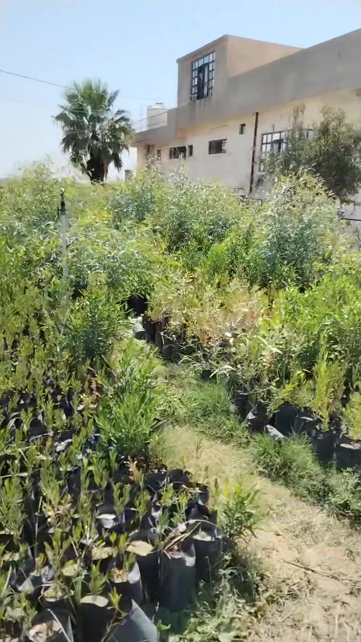لدينا أشتال كالبتوس ارتفاع من ٥٠ سم إلى متر٠ ٠ وأشتال آس بغداد الوحشي أيضا بارتفاع من ٥٠ سم إلى متر٠٠٠ وآس عطري ارتفاع من ٢٥ سم إلى ٥٠ سم 
بسعر الشتله الواحده ٥٠٠ دينار لكل الانواع مع التوصيله٠٠ اقل عدد ٢٥ شتله تلفون اسيا ***********
 كورك ***********
