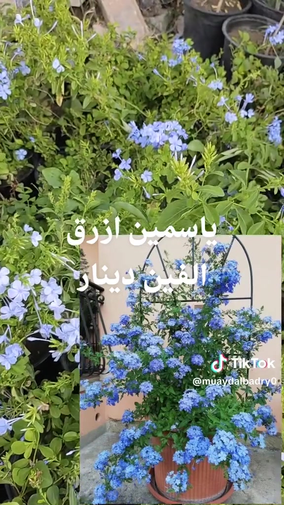 📍 زورونا في مشتل ومنحل كاردينيا
الموقع ديالى بعقوبه التحرير مقابل بيت كمبش والفرع الثاني بكاطون الرحمه للاستفسار الاتصال على الرقم ***********
