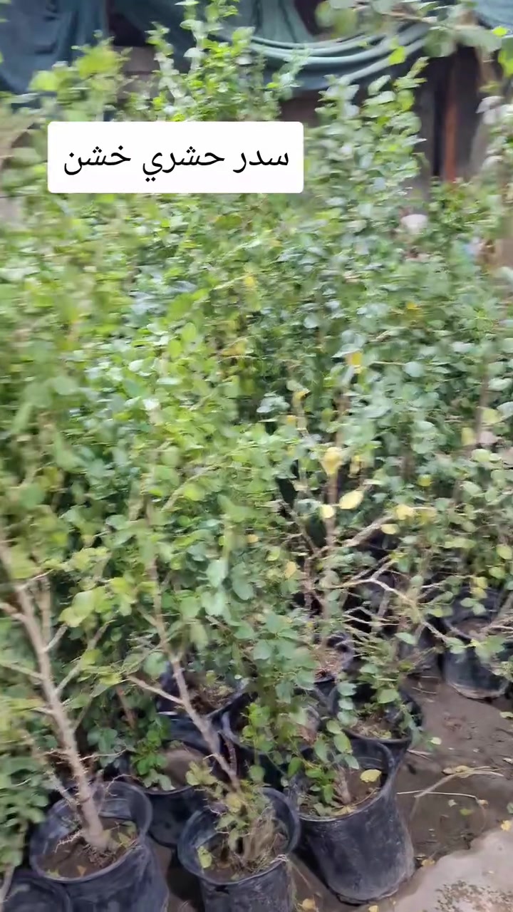 البصرة • مرجوحه • بدون تفاصيل