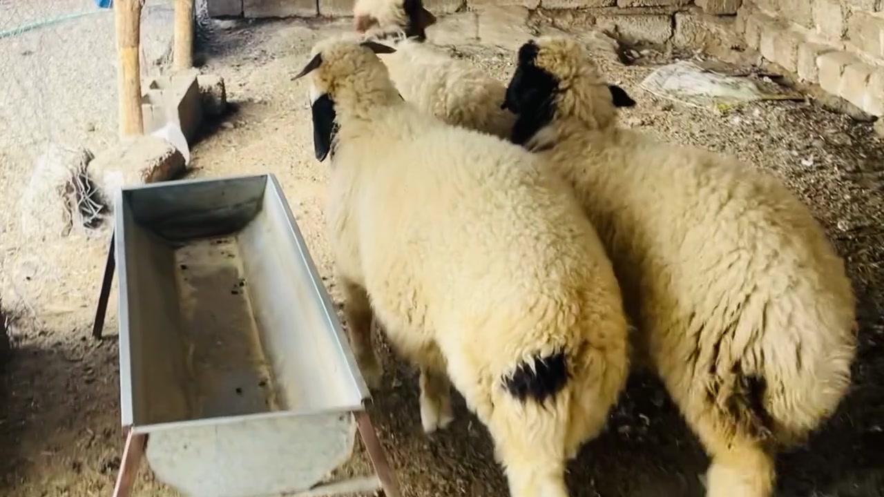 طليان • فطيمه • العلم سمره