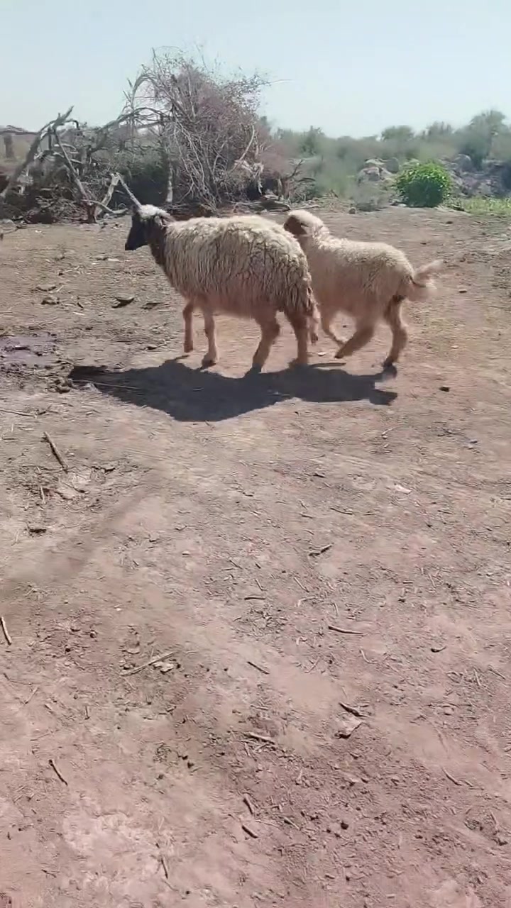 السلام عليكم  ورجينه مطفل ثالث بطن 
وراهه نثيه... مالت جني 
الشراي يجي خاص  او يتصل  ***********
قضاء الفهود منطقة ال حول.
