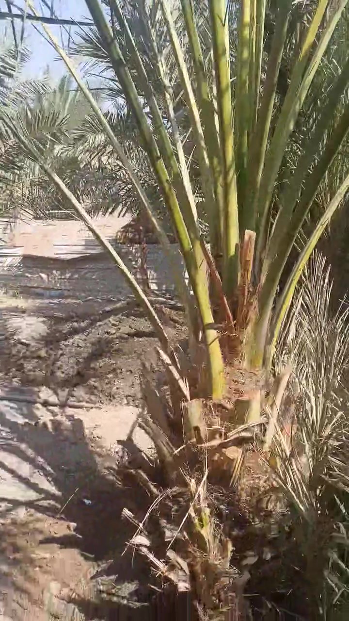 سلام عليكم نخلة عجوة المدينة للبيع مكان بصرة مدينة هوير ***********
