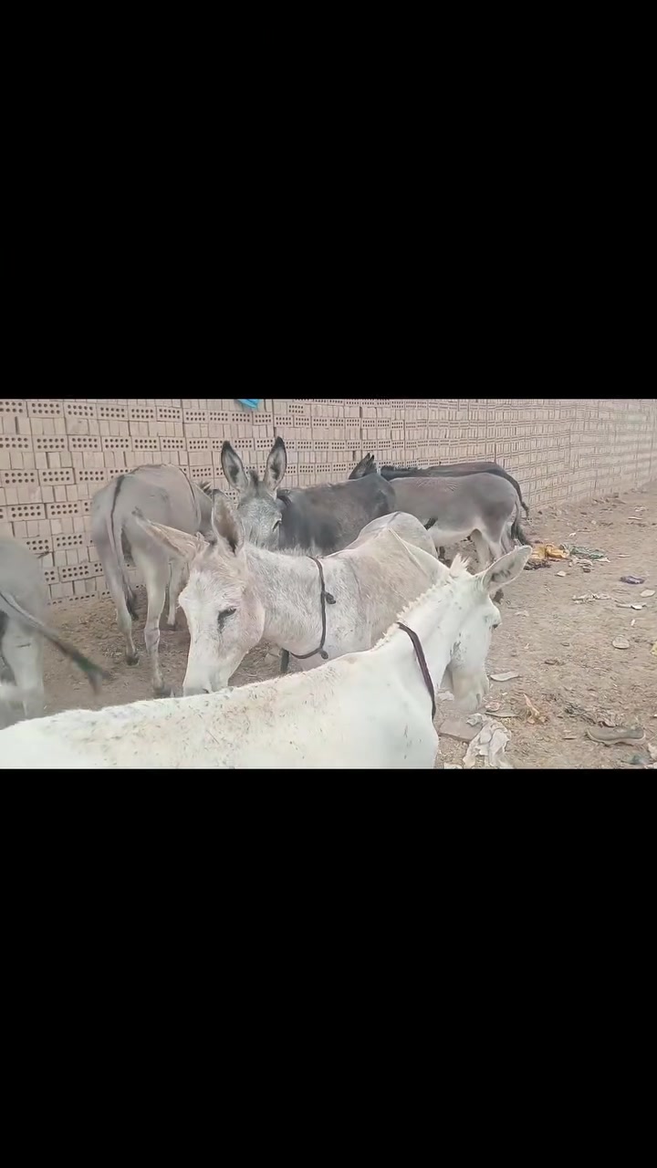طرش • خشن • عدد ١٢