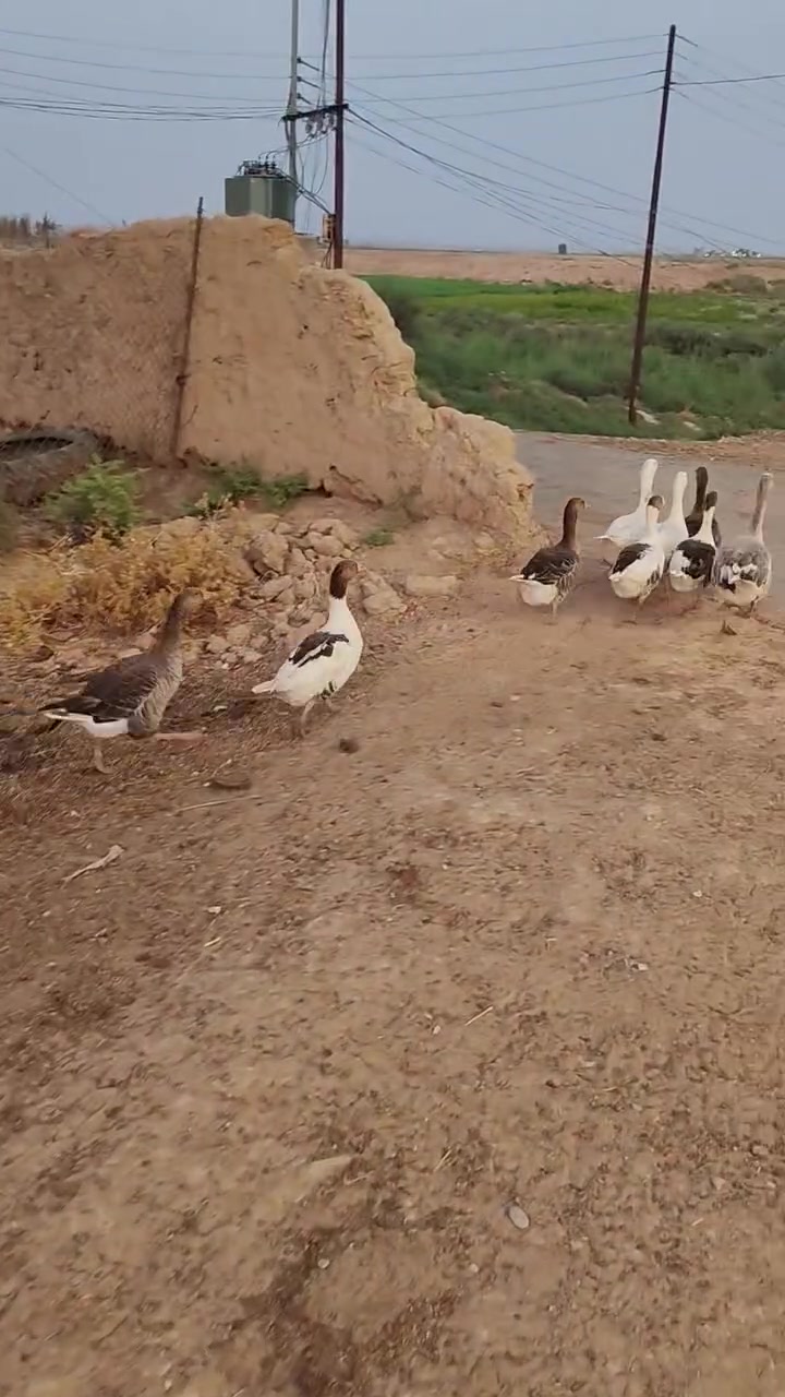 وزات • ٩ زوج