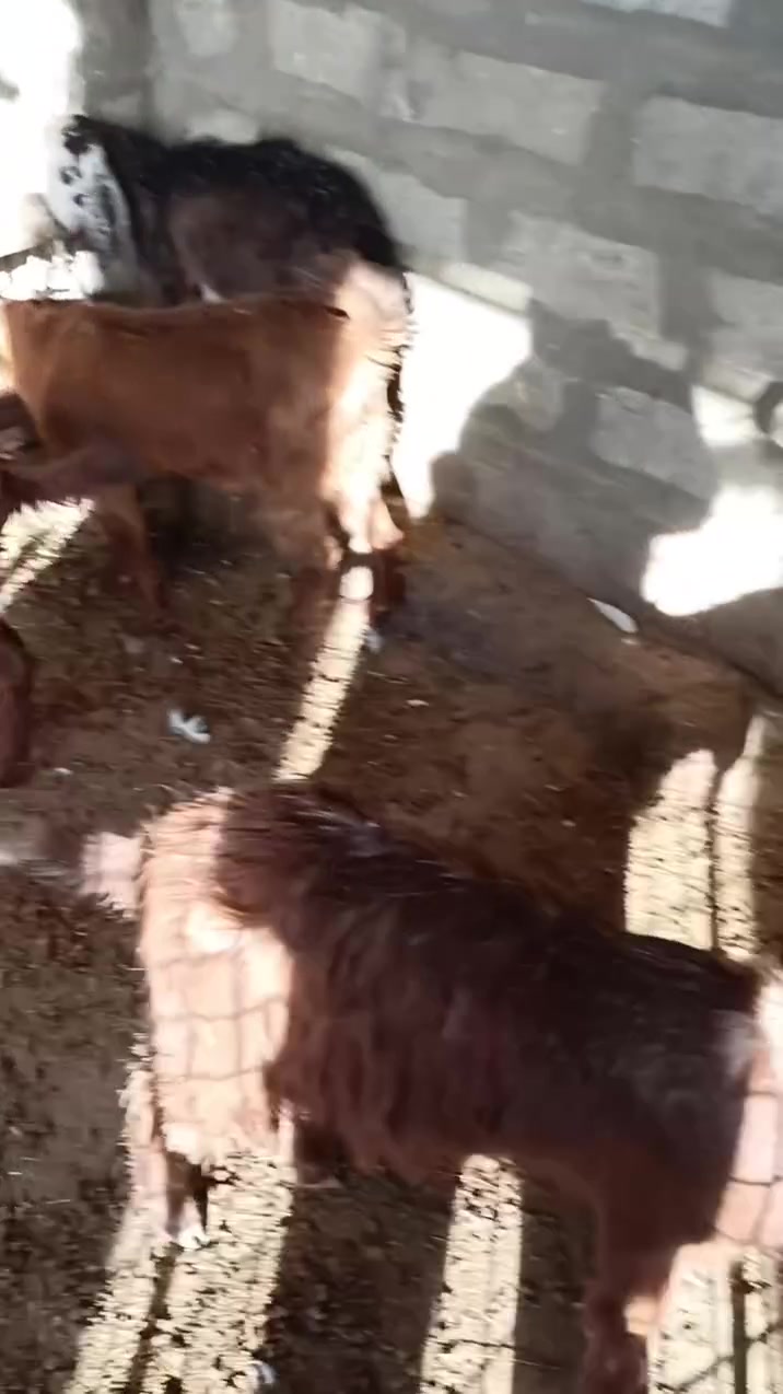 جدايه • سعر خاص • تلعفر