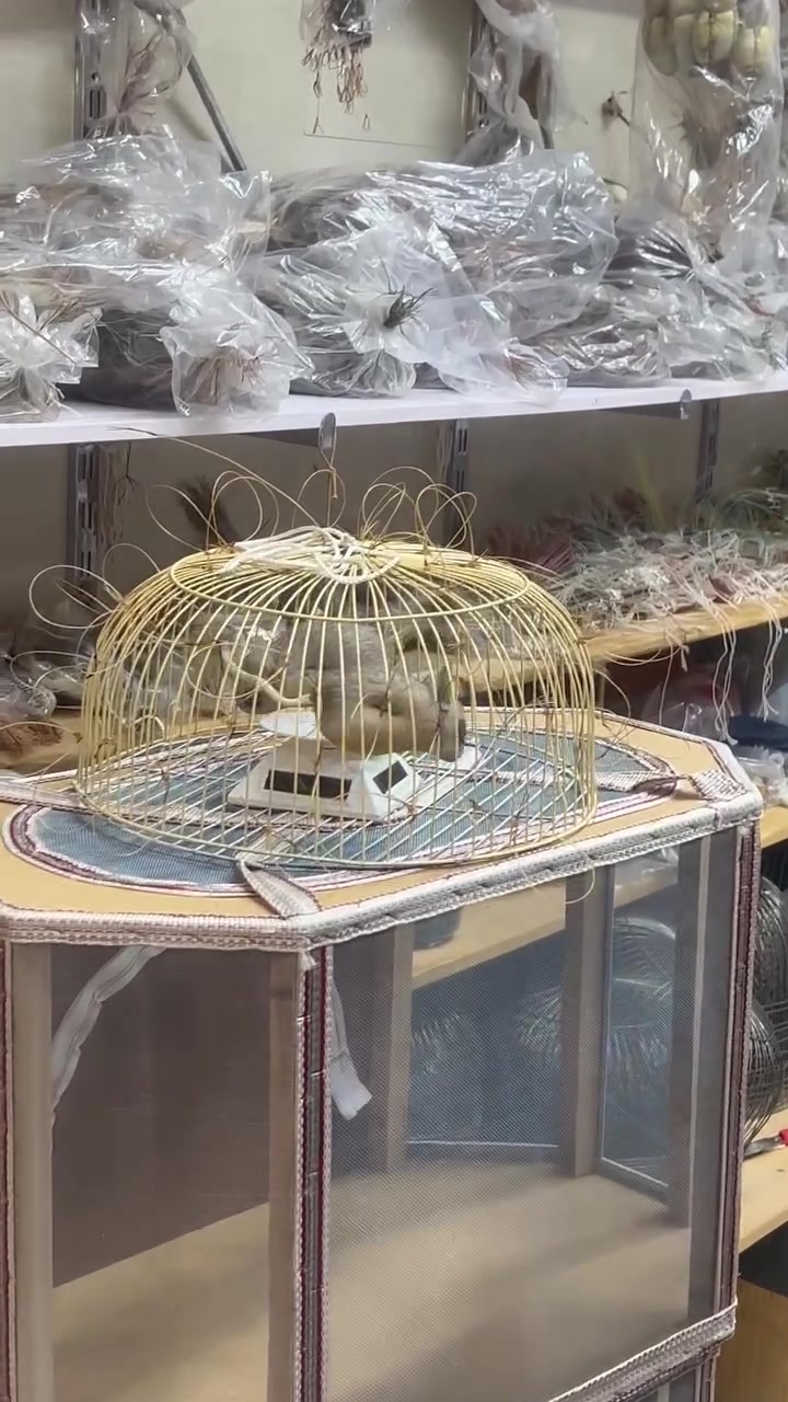 📣يعلن مكتب الصقر بأدارة ناظم الخفاجي عن وصول وجبه جديدة
 من كرشع طاقه شمسيه .
   الى جميع الصقاري 🦅.

العنوان: النجف الاشرف . خان المخضر القديم.
 الخان سنتر متعدد الطوابق قرب علوة السمك.
يوجد توصيل الى كافه أنحاء العراق وكردستان 
 اجور التوصيل 5 الف فقط .🚕🌎
للاستفسار مراسلة الوتساب فقط
📞واتساب  ***********…***********
علمآ توجد اسعار مدعومه للجمله واصحاب المحلات
