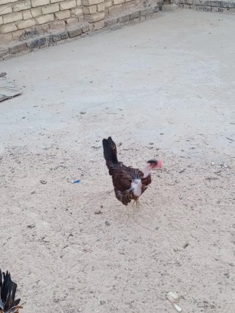 كربلاء حي العامل • دجاج • بيض أول مبياض