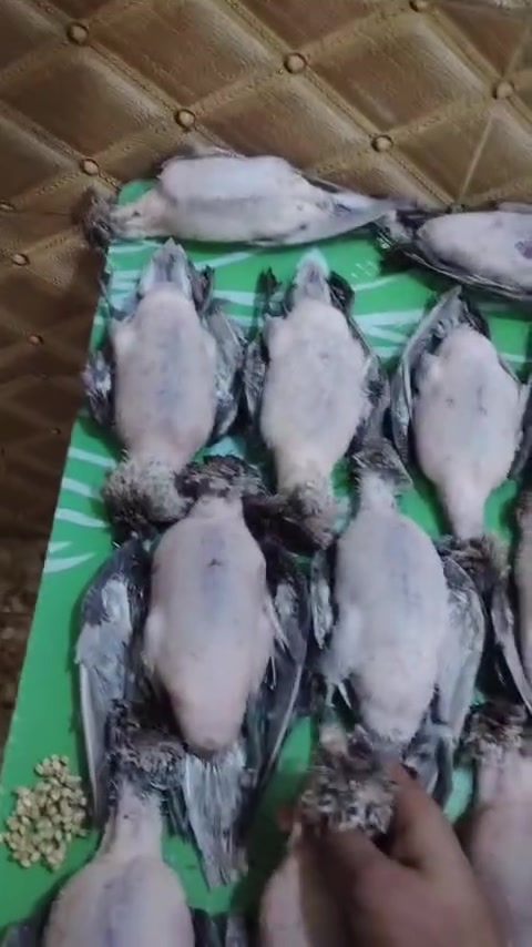 طير حر • تازه • كربلاء