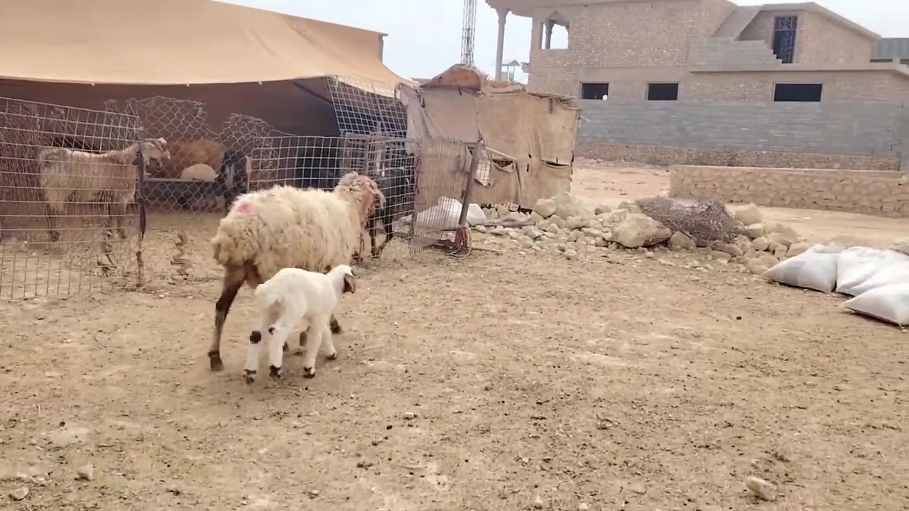 للبيع رغوث أم ثالث وراها خروف شرط نصاح على كل عيب المكان حديثة السعر خاص أي استفسار على هذا رقم ***********
