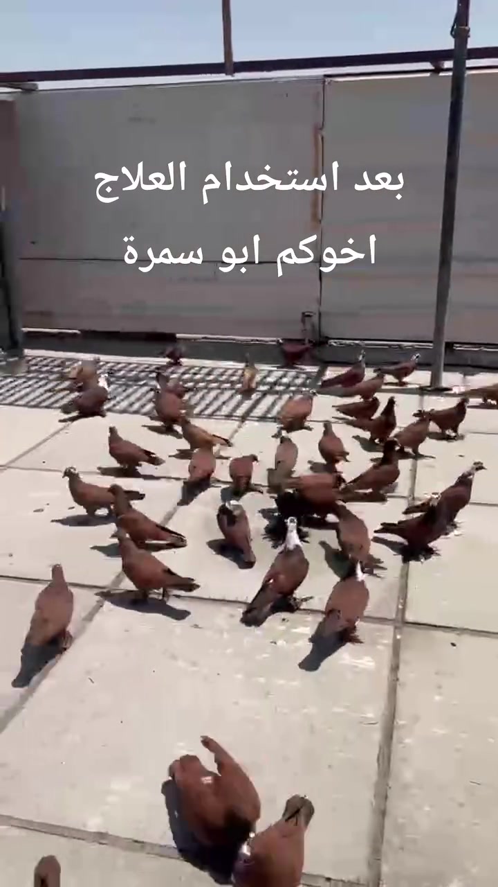 سلام عليكم شباب حمام اخويه الورد علي العبيدي ابو حسون الورد موفق بيهن قبل وبعد العلاج ميحتاج احجي الفديو يتكلم.
تفرج وصلي على النبي.
كل ما تحتاجون متوفر في عيادة السيد البيطرية بغداد الكسرة مدخل كراج الدراجات. 
اخوكم ابو سمرة
واتساب ***********
