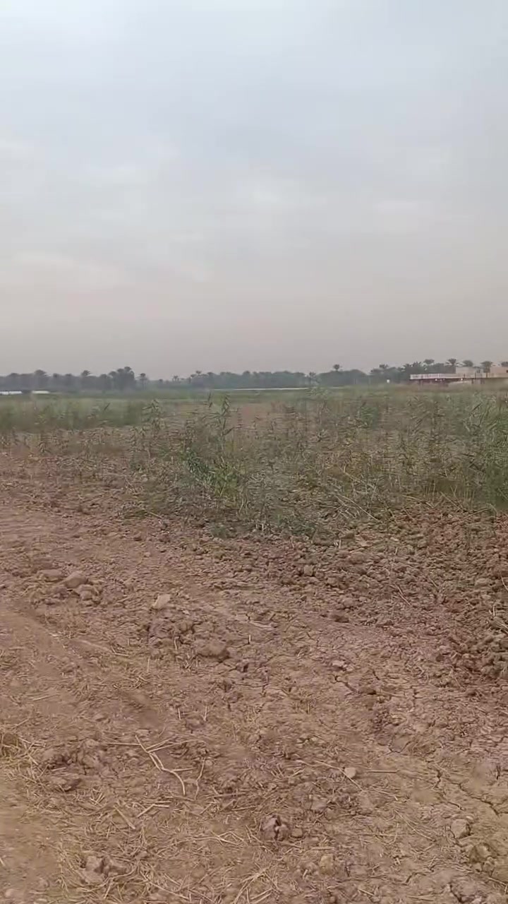 الصويرة الشجيرية • طابو زراعي • ٢ دونم