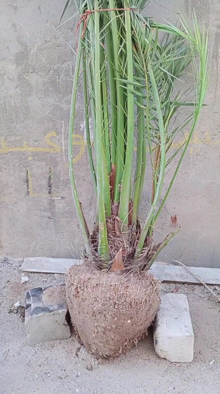 برحي الحراصل • بصرة أبي الخصيب • سعر مناسب