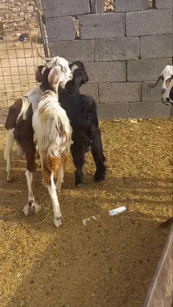 اللهم صلي على محمد
جدايه عدد ٦شرط النصاح وعلى كل عيب سعر الزوج ٤١٠
عنوان حديثة الخفاجيه للستفسار اتصل وتدلل ***********
