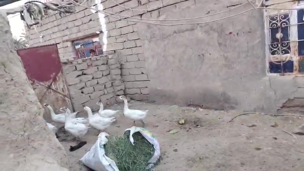 للبيع • ناصريه سيد دخيل