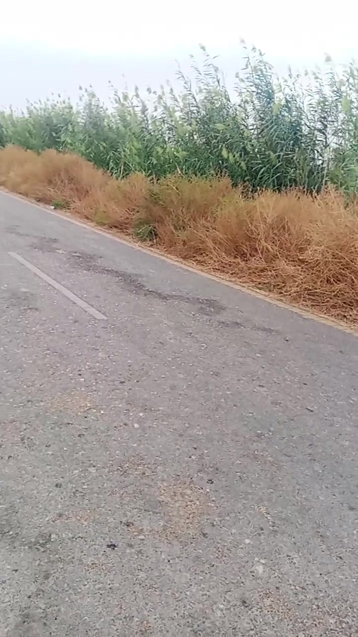 واسط الكوت • طابو زراعي • ٢٥ شاطين