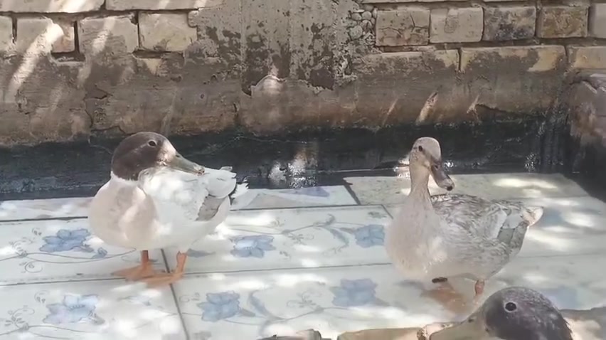 خضيري • ١٥ وحدة • الهور الخاص