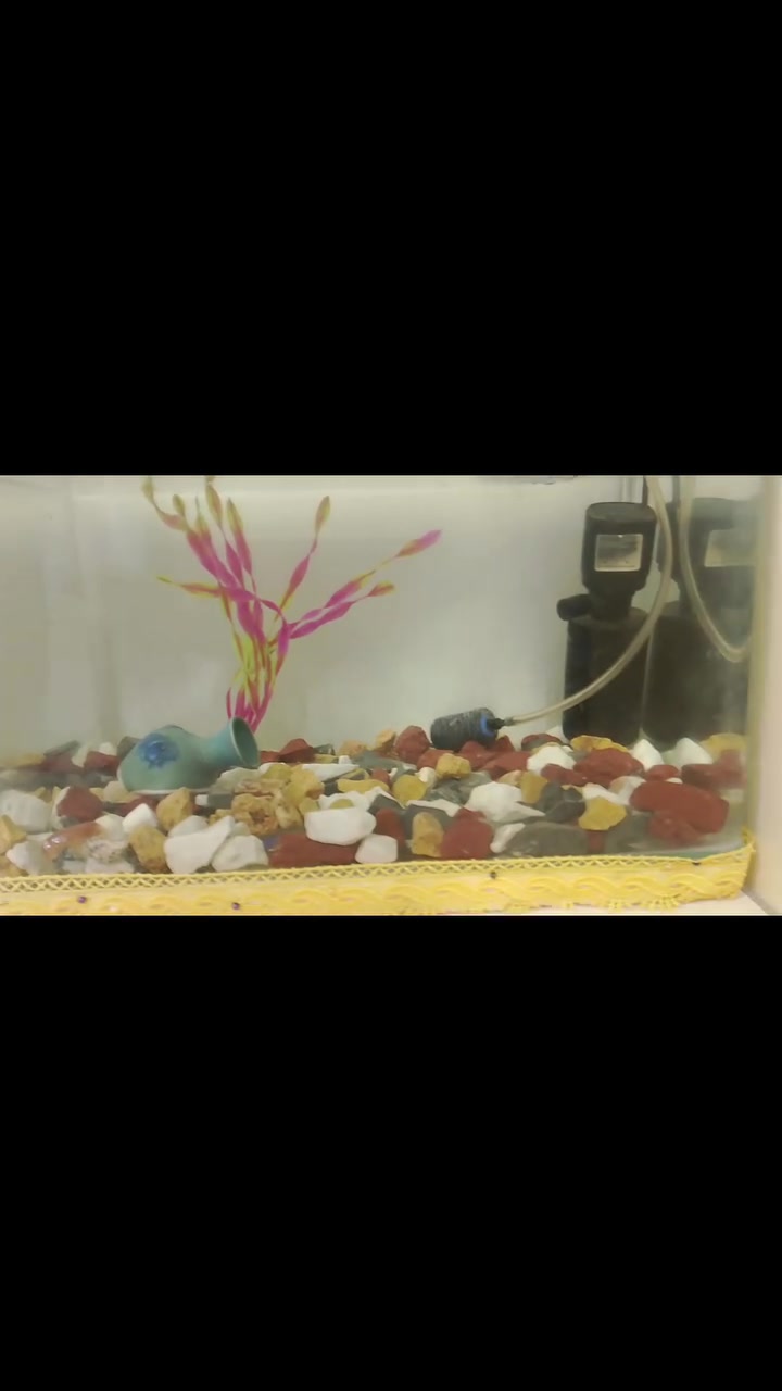سلام علیکم 
حوض سمك للبيع 🐠

الحوض متكامل ويأتي مع كافة الملحقات والجاهزية التامة، وتشمل:

• فلتر مياه

• جهاز أوكسجين (من أفضل الأنواع الممتازة)

• خشب ديكور طبيعي (دار)

• حجر مخصص لأحواض الأسماك

💰 السعر: 35 ألف (وقابل للمجال والمراضاة)

📞 رقم الهاتف للتواصل: ***********

سلام علیکم حەوز ماسی بۆ فرۆشتن

گشت شتیکی لەگەلە 

فلتەر + ئوکسجین + دار +بەردی حەوزی ماسی + 

باشترین ئوکسجینی پێوەیە 

نرخی : 35 مەجالی تیایە 

ژمارەی تەلەفون ***********
