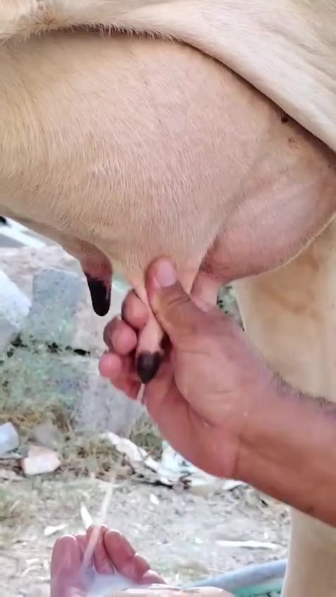يا الله اللهم صلى على محمد وال محمد 
مطفل هولشتاين ورها حوليه لقاح متعهد كافه شروط الجني ضمان 4 ايام من كل عيب باقي التفاصيل داخل الفيديو مكان بغداد السريع واتس ***********
كورك *********** يرهم مراوس بحلال

