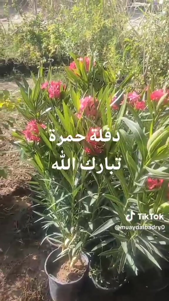 📍 زورونا في مشتل ومنحل كاردينيا
الموقع ديالى بعقوبه التحرير مقابل بيت كمبش والفرع الثاني بكاطون الرحمه للاستفسار الاتصال على الرقم ***********
