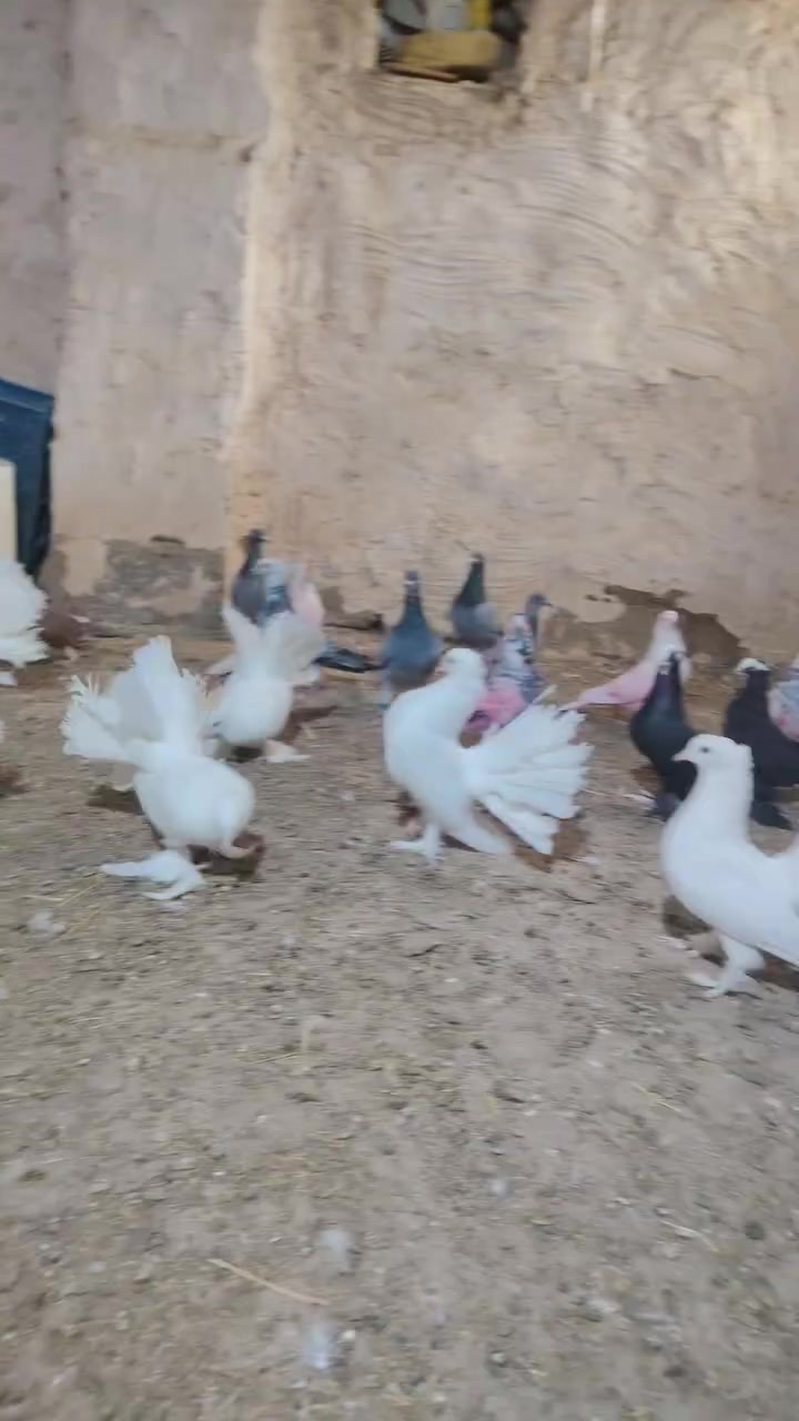 ٤ ازواج • عرايس