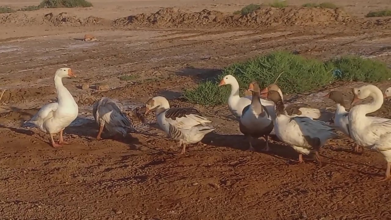 ١١ بطة • بلغاري • واسط