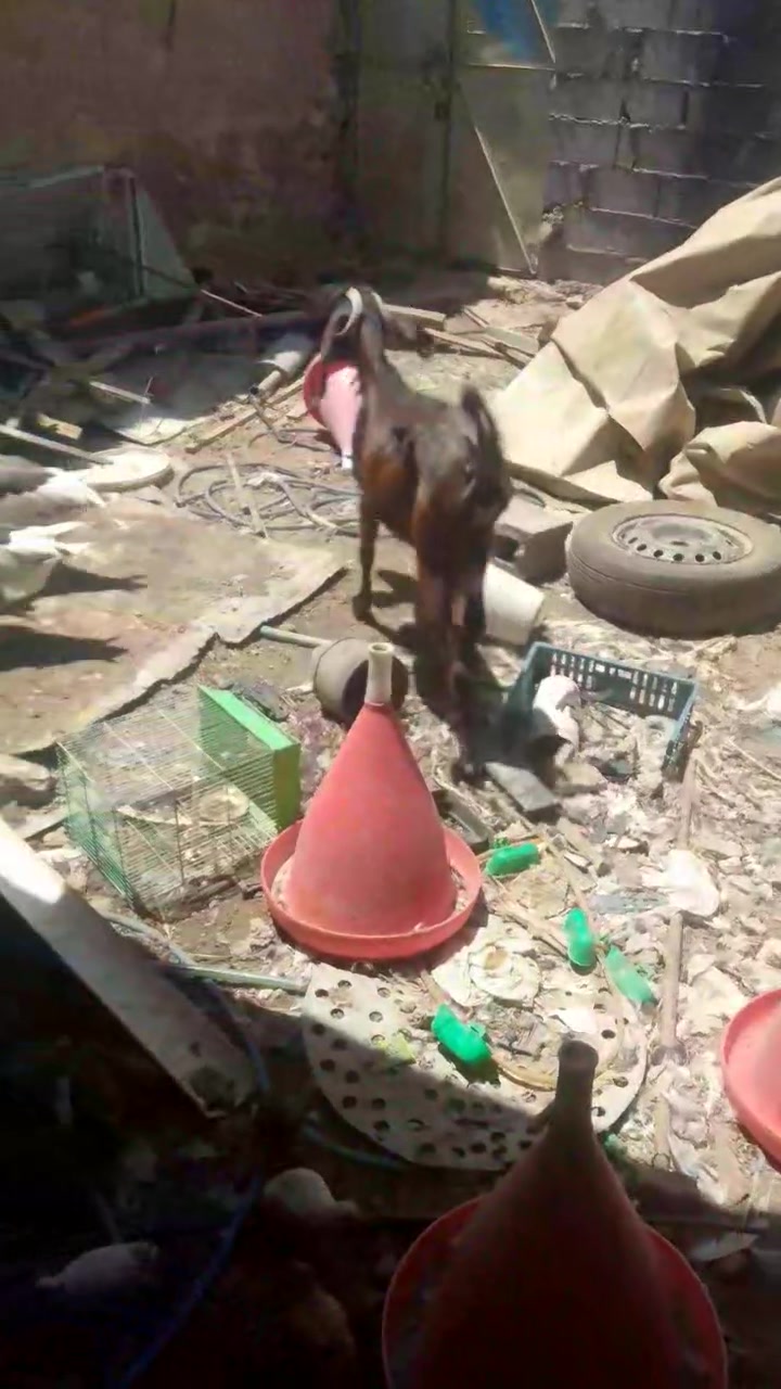 ريزوج معزة حلابة انطيك سن وشطر ونصاح ولحم وحليب سعر الزوج 625ويوجد توصيل حسب التفاق واليريد لحم اكبن على 16الكيلو العنوان حديثة قرب بيطرية دكتور محمد الكبيسي ***********
