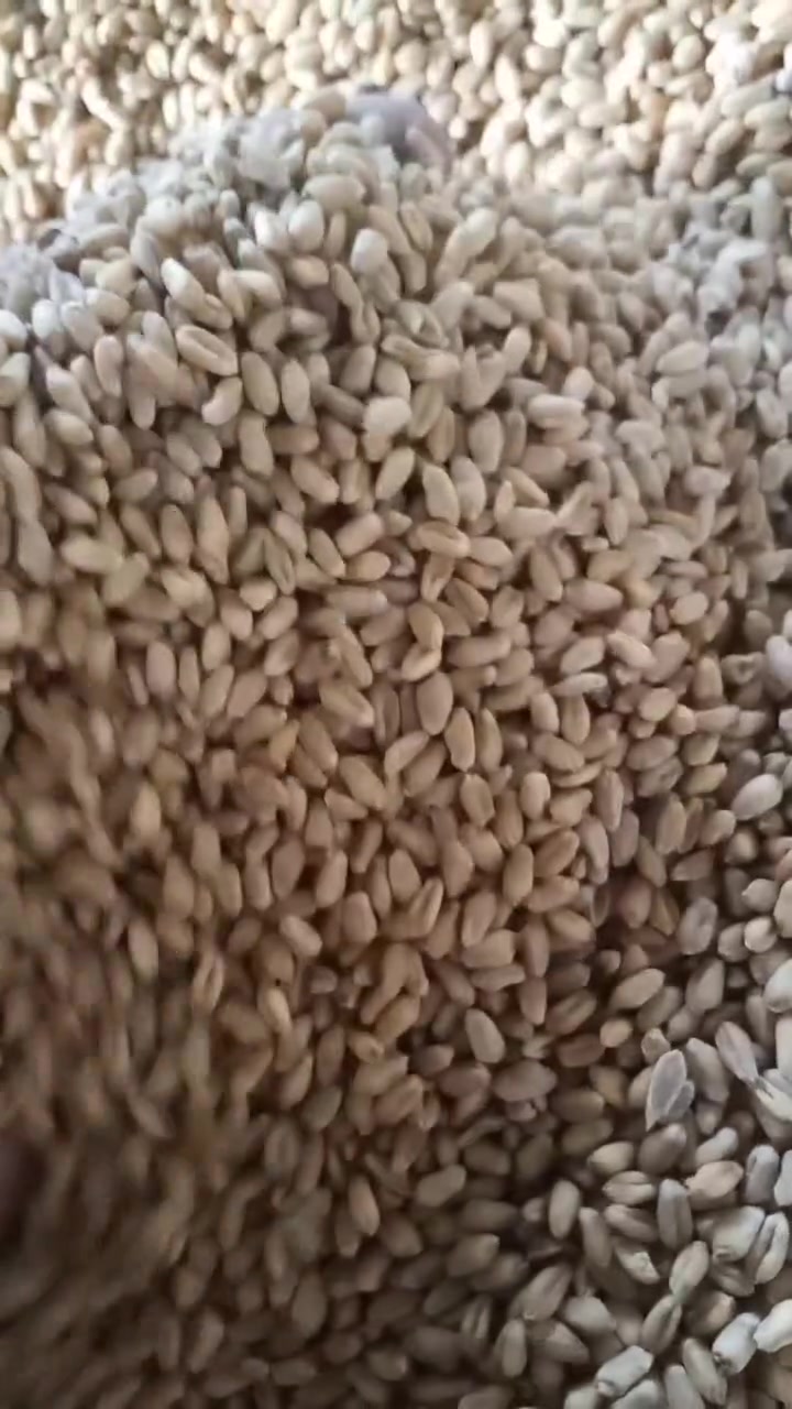 على بركت الله مكتب الرحمان للتجهيزات الزراعيه يتوفر كميات مفتوحه من الحنطه البذور والصناف 
(عربيه جيل اول)(وفيه جيل اول)(ثريه الماني جيل اول)(
واصل جميع محافضات 
للستفسار اتصل على (***********)

نص مكتوب في الصور:
- منشور عقاب العبيدي