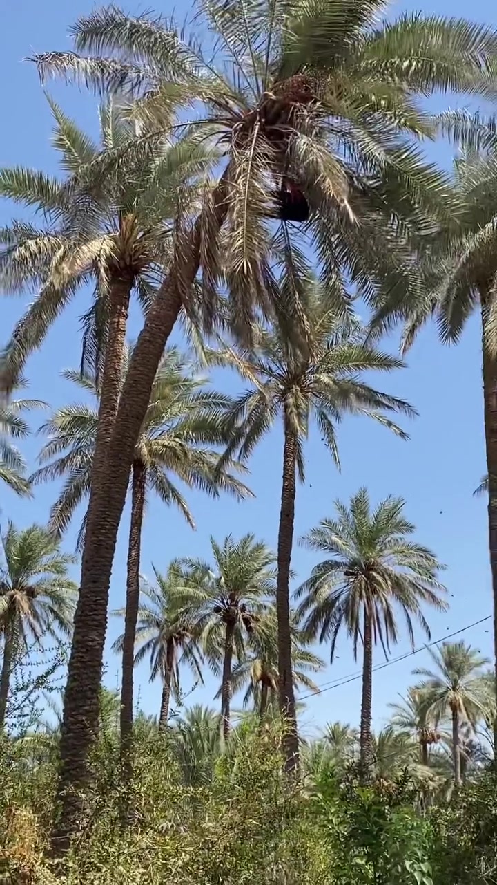 كاصوص نخل متوفر للحجز التواصل ع الرقم***********🌴🌴🌹
