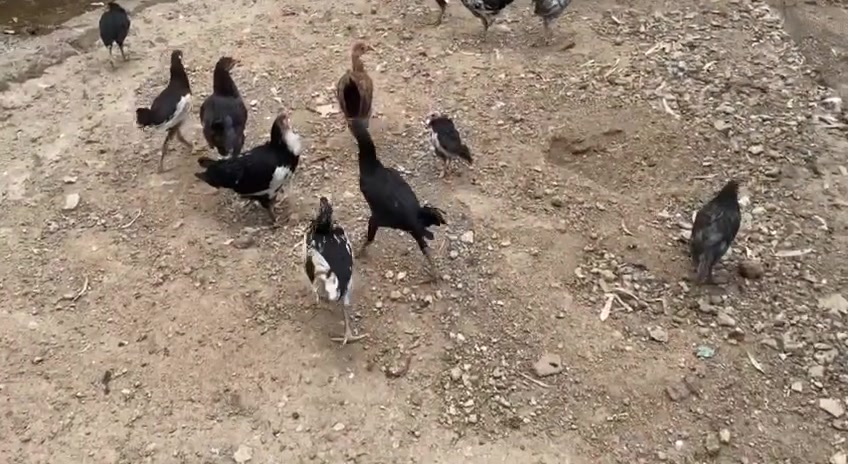فرايج • ١٠ زوج • ملقحات كامل