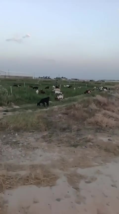 السلام عليكم ورحمة الله وبركاته متاح 35 صخله وجدي مشكل تريد ربط تريد جني كلشي ترهم سعر الزوج 340 وبي مجال بسيط 
مكان صلاح الدين قضاء الدور 
***********
