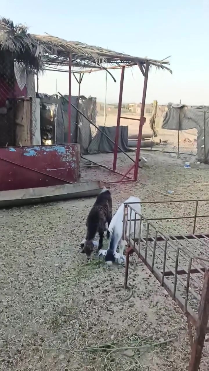 بسم الله ما شاء الله تبارك الله جدايه معالفات المكان زويه ناحيه الفرات جزيره البنمر  قرب قضاء هيت السعر 315 وبيهن مجال بسيط للشراي *********** اتصل او وتساب موجود

