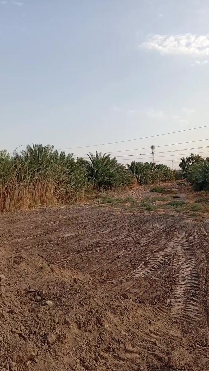 الحمد قرب التانكي • ٥ دونم • ٢٠٠ نخلة