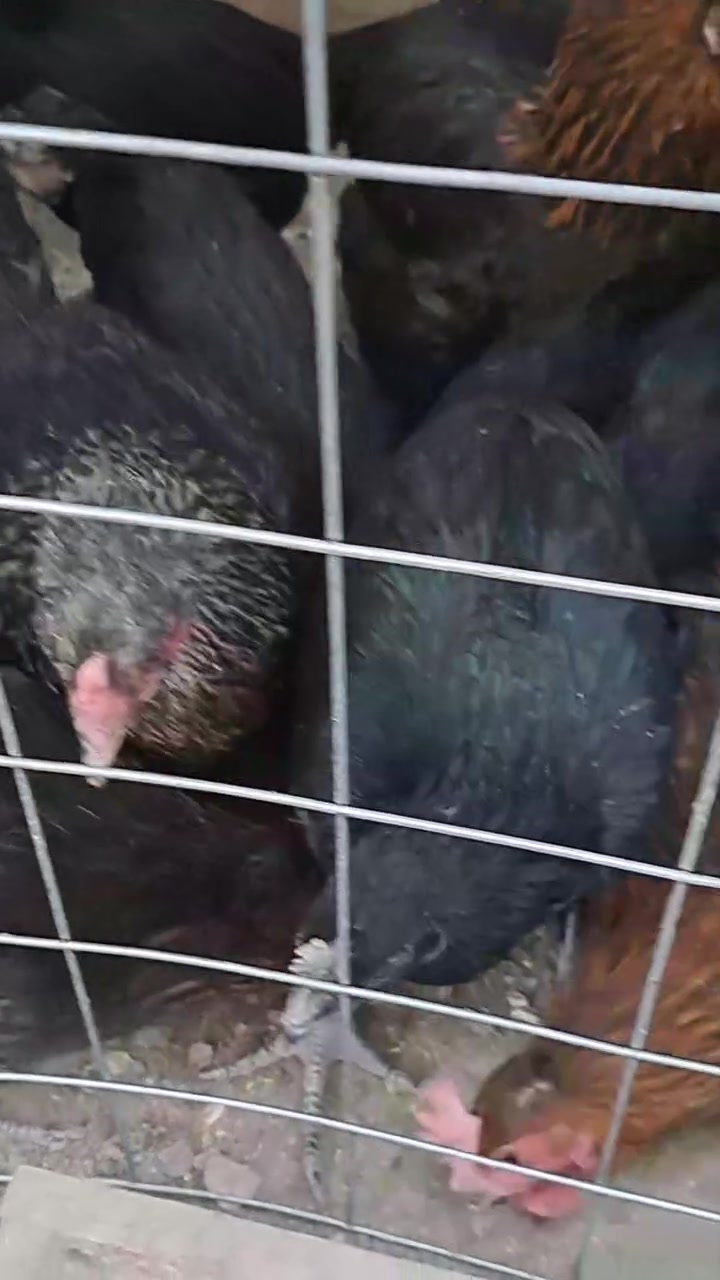 السلام عليكم 
وين الجناية 😉🐔
متاااح دجاج نوع اتاكا البياض 🥚🥚
سعر الزوج ٣٥٠٠٠ دينار 
هيت ***********

