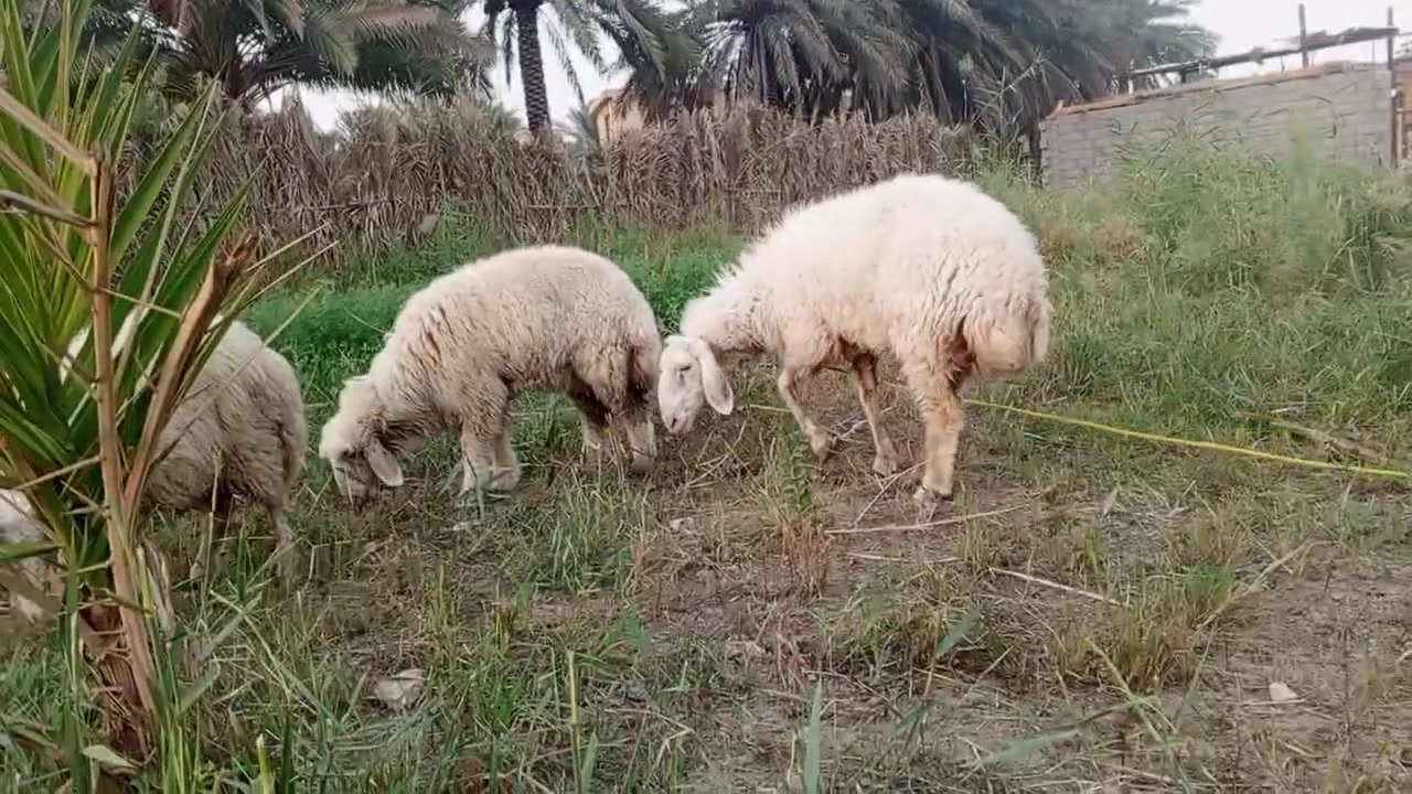 كربلاء الإمام عون • بهايم • عدد ٢