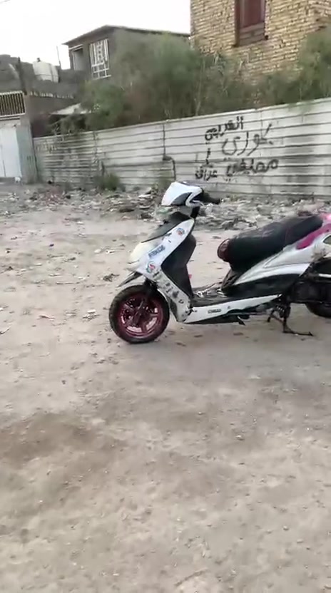سكنس فحل • مراوس • شغاله