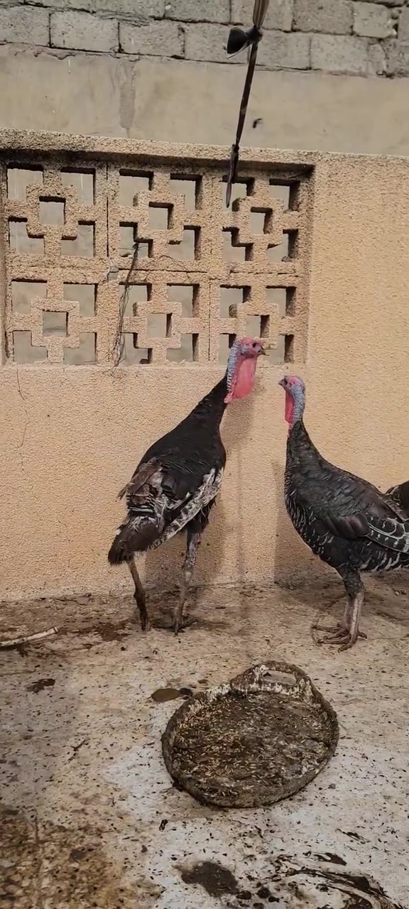 سيت • فسيفس • ٣قطع