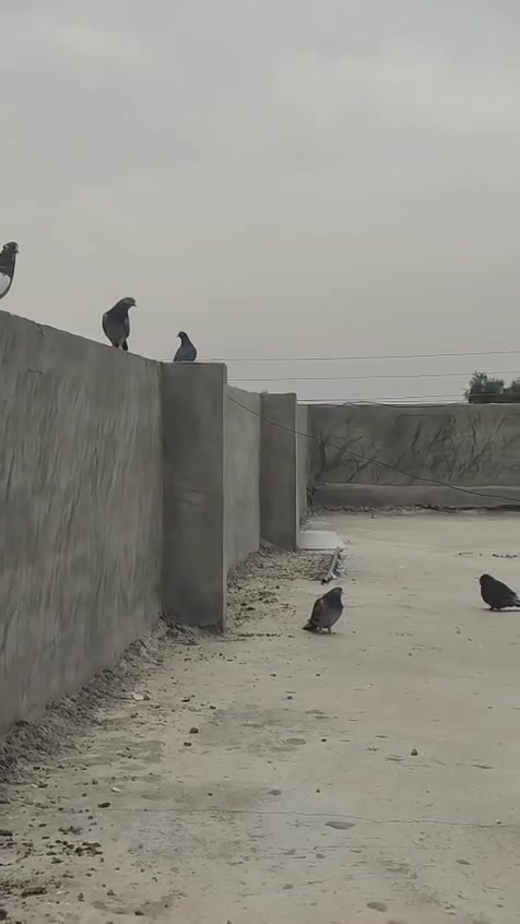 رماديات • بيجي المزرعة