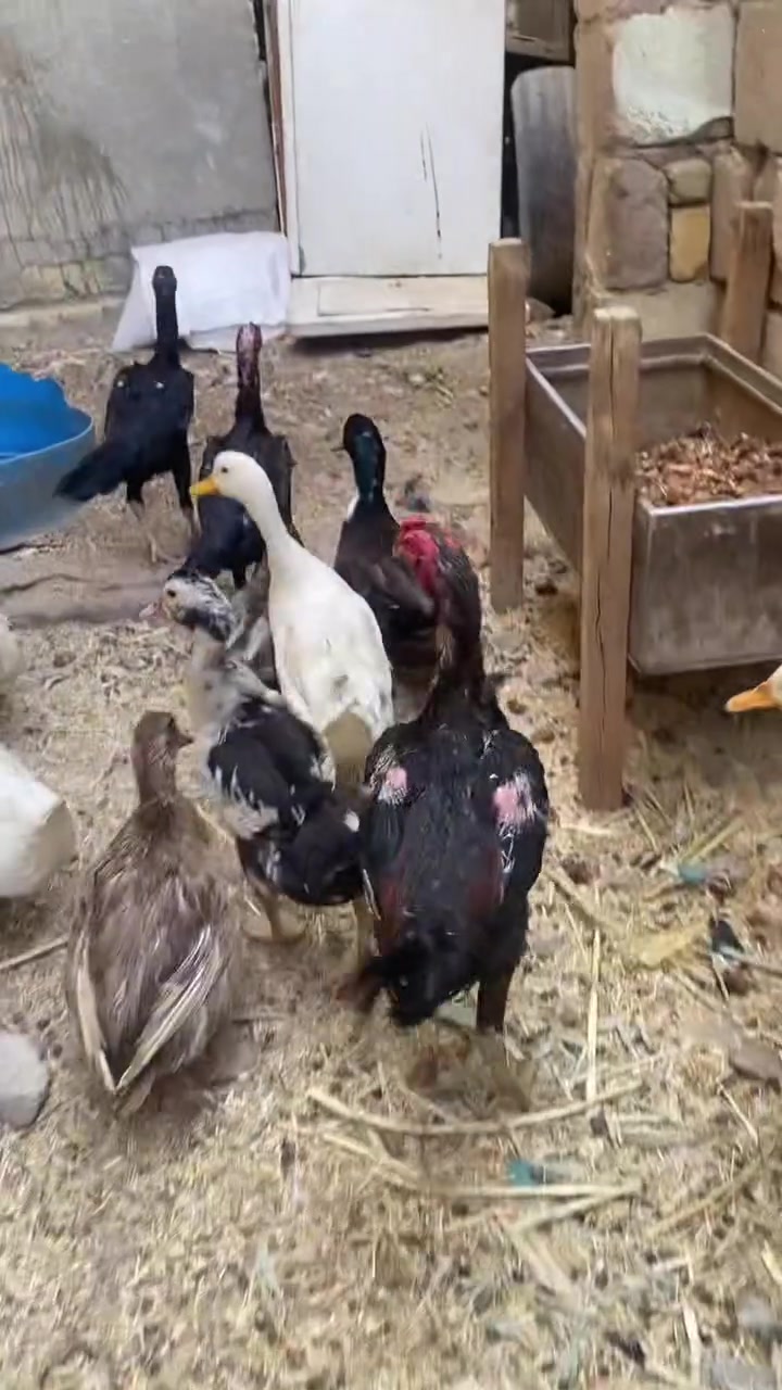 هراتي • ديوجه ودجاج • توصيل