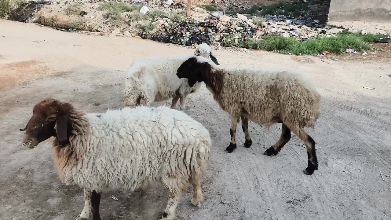 نعجات • ماخذات فحل • الديوانية