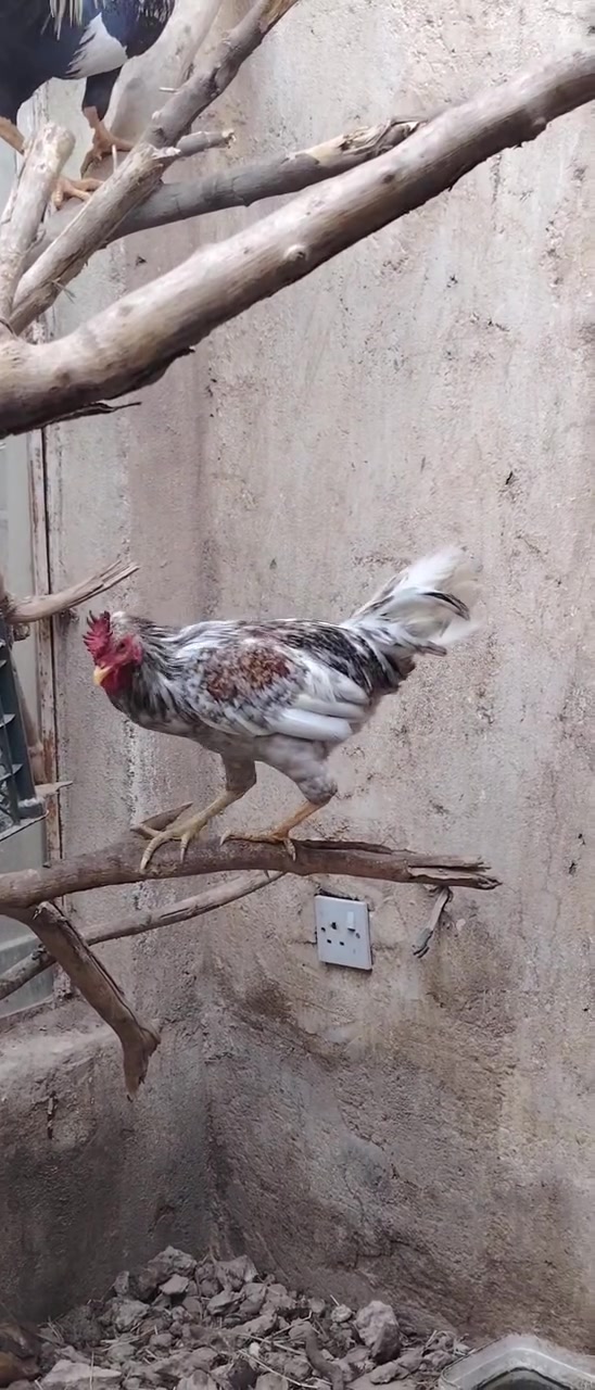 ديوجه • ٦ قطع • ديالى الجديدة الشط
